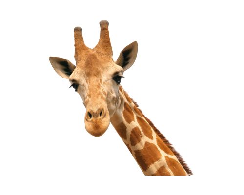 GIRAFFE IN HEBREW