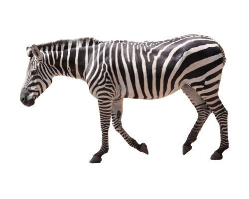 ZEBRA IN HEBREW