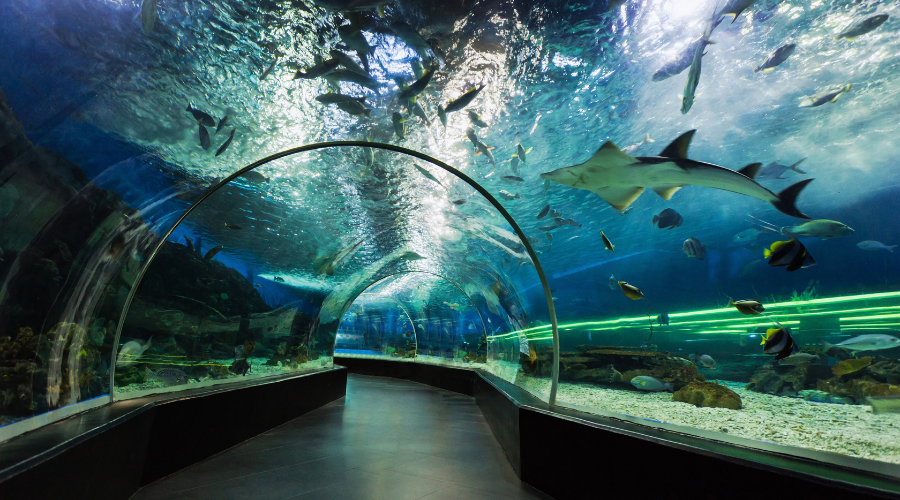 Underwater Observatory Marine Park EILAT