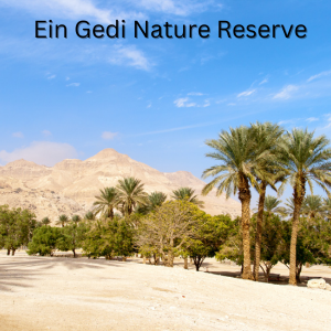 Exploring the Hidden Oasis: A Complete Guide to Ein Gedi Nature Reserve שמורת הטבע עין גדי