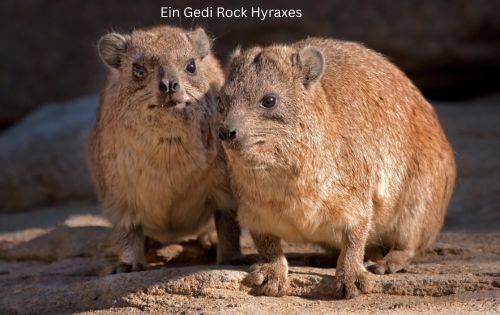 Rock hyraxes ein gedi